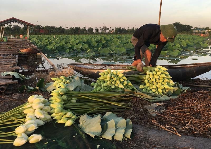 Thuyền sen cập bờ sẽ được thương lái tới tận nơi mua.