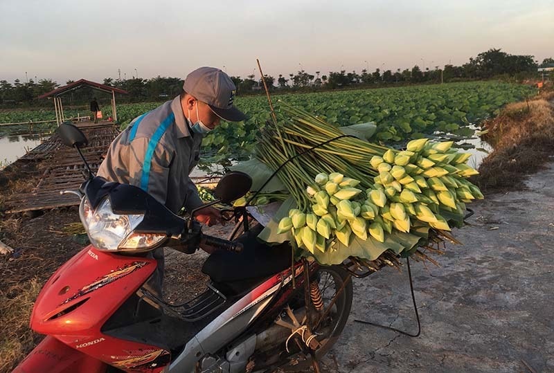 Thuyền sen cập bờ sẽ được thương lái tới tận nơi mua.