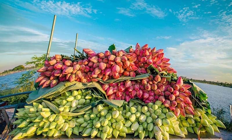 Mỗi mùa sen nở, anh Khanh thu hái được khoảng 1 triệu bông.