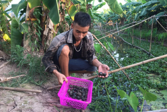 Ốc nhồi thương phẩm ngoài thị trường hiện có giá 80 nghìn đồng/kg. Ảnh: Hoàng Dân.