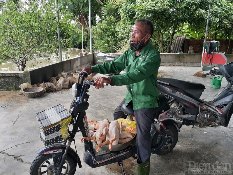 Cũng theo ông Sơn, nếu bầy vịt này không thể xuất bán, mỗi ngày gia đình ông chịu lỗ khoảng 2 triệu đồng. “Đầu tư cả trăm triệu mong đến ngày này bán kiếm lời nhưng giờ chấp nhận chịu lỗ chứ chưa nói đến việc thu hồi vốn. Bán loanh quanh cho bà con xóm làng nhiều lắm cũng chỉ được khoảng 100 con thôi”, ông Sơn nói.