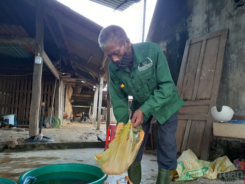 Ông Sơn lo lắng: “Hiện tôi có khoảng 1.000 con vịt đã đến kỳ xuất bán, mỗi con đạt khoảng 2,5 - 3,5kg, giá giao động từ 75.000 - 100.000 tùy trọng lượng. Những năm trước tôi nhập cho các nhà hàng trên địa bàn, nhưng năm nay dịch bệnh các nhà hàng đều đóng cửa hết. Giờ chỉ có thể bán cho những gia đình xung quanh, ai đặt mua thì tôi sẽ làm thịt và giao tận nhà”.