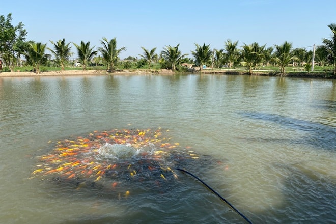 Hồ nuôi cá rộng 5 ha của anh Quân.