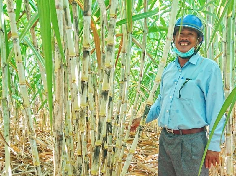 Nông dân trồng mía vui mừng vì giá mía tăng.