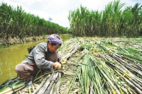 Áp thuế chống bán phá giá đường Thái, có đủ 