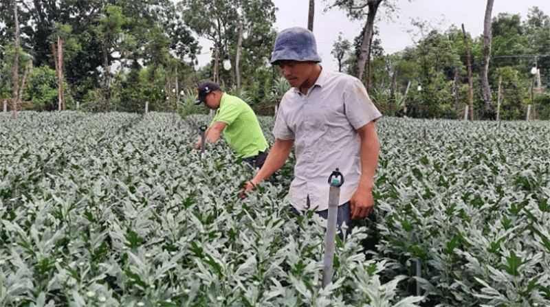 Vườn hoa cúc Đà Lạt tuyệt đẹp tại huyện Chư Sê, tỉnh Gia Lai. Ảnh: Tuấn Anh.