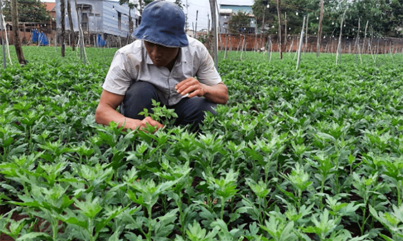 Với diện tích 1,2 ha, hoa cúc của 2 anh em hàng năm thu về hàng tỷ đồng. Ảnh: Tuấn Anh.