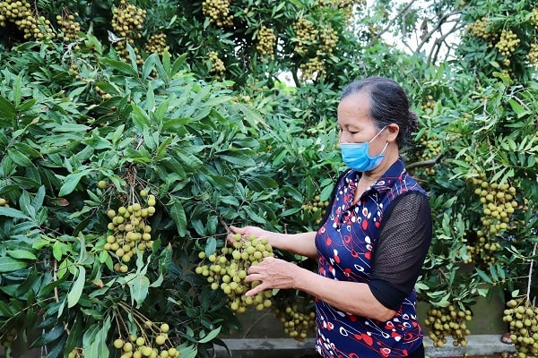 tỉnh Hưng Yên đang bắt đầu vào vụ thu hoạch nhãn. 