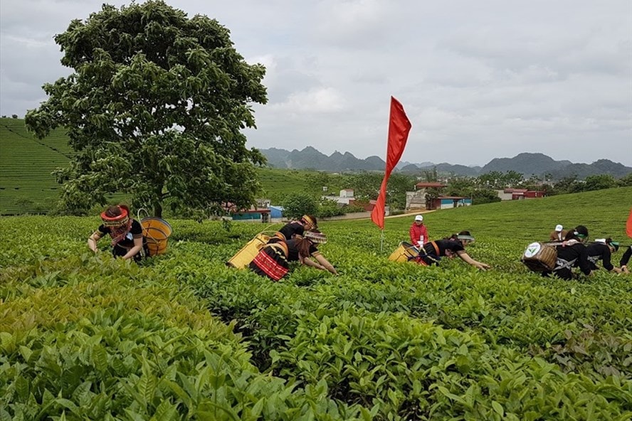 Bộ Kế hoạch và Đầu tư vừa đề xuất, đưa ra 7 nhóm chính sách hỗ trợ doanh nghiệp đầu tư vào nông nghiệp, nông thôn.