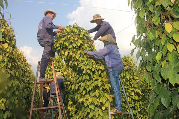 Hồ tiêu phải khai “luồng vàng” từp/80 - 95% cho lô hàng xuất khẩu, không chỉ gây rất nhiều khó khăn cho doanh nghiệp về chi phí, mà còn tiềm ẩn nhiểu rủi ro khác, đặc biệt là trong thời điểm dịch Covid-19 bùng phát.