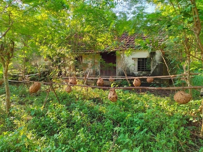 Khu vực nuôi ong được thiết kế xa nhà, xa khu dân cư.