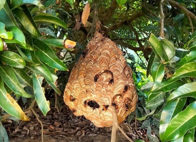 Mùa thu hoạch nhộng ong bắt đầu từ tháng 5 đến tháng 9 hàng năm.