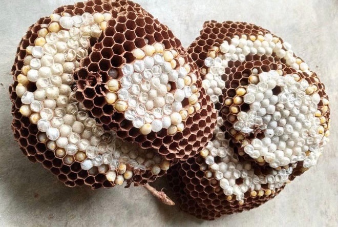 Giá cho mỗi cân nhộng đã tách, làm sạch dao động 270.000 - 300.000 đồng.