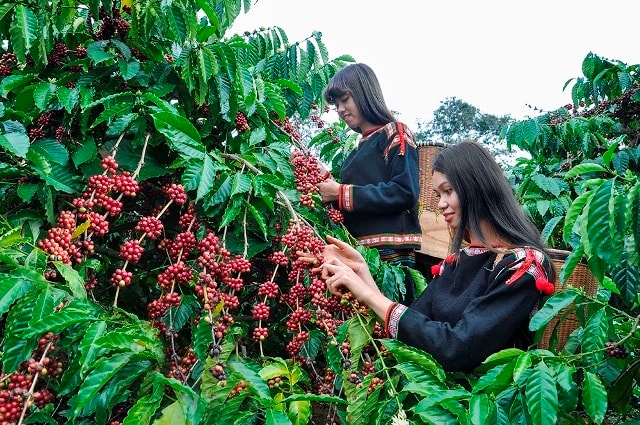 Tìm động lực cho nông nghiệp Tây Nguyên.