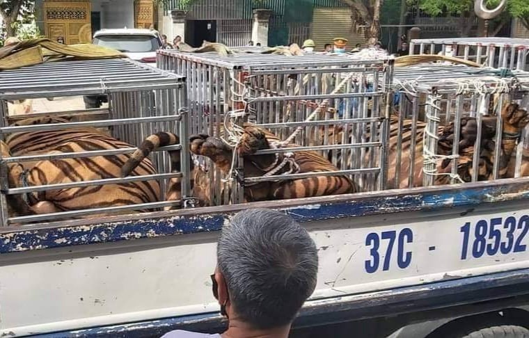 Hàng chục cá thể hổ được các hộ dân ở xã Đô Thành, huyện Yên Thành nuôi nhốt trái phép bị lực lượng chức năng theo dõi, bắt giữ