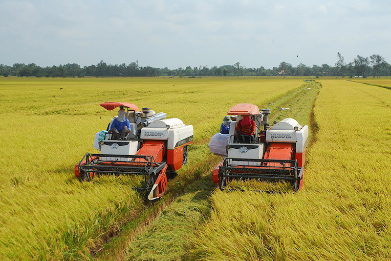 Theo Sở NN&PTNT tỉnh An Giang, so với vụ trước, hiện giá lúa giảm 500 đồng/kg. Sản xuất lúa năm nay, hầu hết giá các khâu chi phí đầu vào đều tăng, nhất là vật tư như phân bón, thuốc trừ sâu.