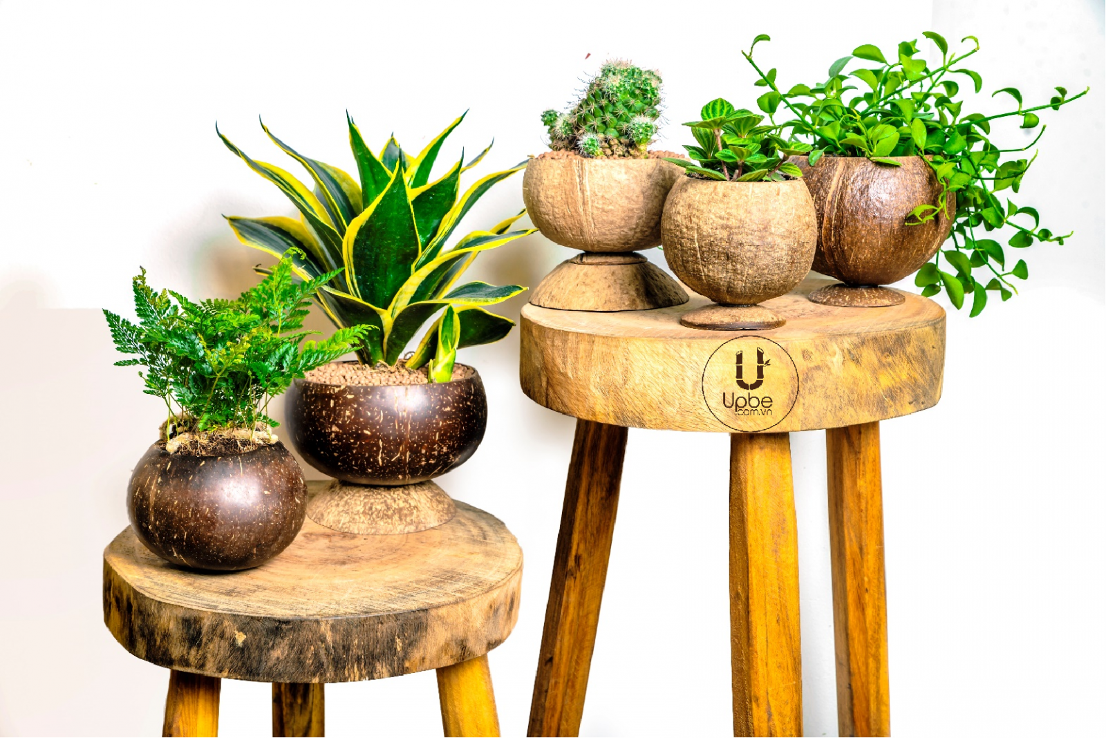 Chậu cây (Coconut in Garden & Home Deco) - Dòng sản phẩm dành cho vườn nhà của Upbe.