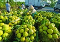 Nông sản Sóc Trăng cần hỗ trợ tiêu thụ