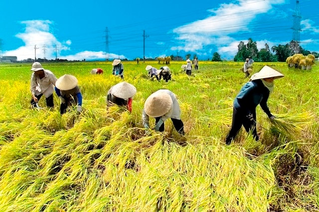  Đóng góp của khu vực kinh tế tập thể, hợp tác xã cho tăng trưởng GDP của cả nước trong 5 năm qua đạt trên 4%.