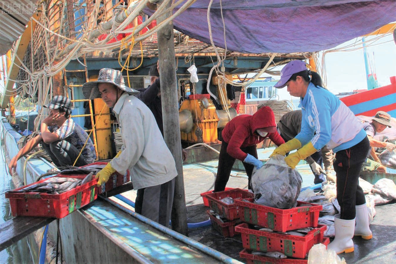  Nghề cá tại nhiều địa phương hiện chưa hình thành được chuỗi liên kết.