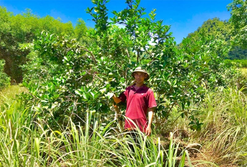 Ông Nguyễn Văn Quang bên trang trại trồng cây có múi và trồng cây sả mang lại kinh tế cao. Ảnh: TP.