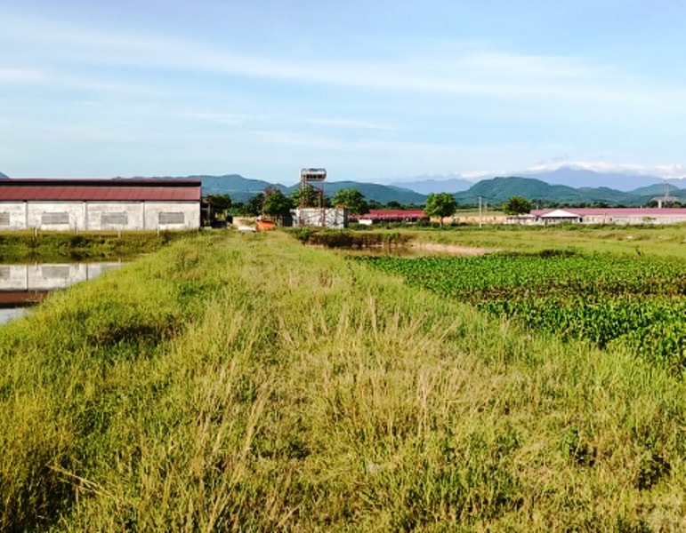 Dự án chăn nuôi bò sữa biến thành trang trại chăn nuôi hàng ngàn con lợn thương phẩm 