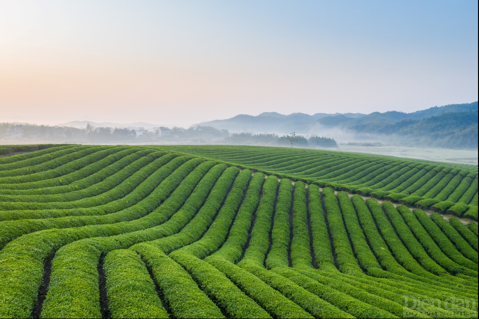 Theo đại diện TH, khi tuyển chọn nguyên liệu, yêu cầu “tự nhiên” là quan trọng nhất để tạo nên những chai “trà thật” mang thương hiệu TH true TEA.