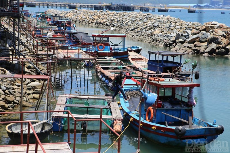 Đây cũng là thời điểm “ăn nên làm ra” của các chủ bè nổi kinh doanh mực nhảy Vũng Áng. Dịp này những năm trước, hầu hết các bè nổi đều chật kín khách, có thời điểm giá mực tăng gấp đôi vẫn không có để bán. Thế nhưng, năm nay chỉ lác đác vài nhóm thực khách ghé qua, nhiều bè buộc phải đóng cửa vì kinh doanh thua lỗ.