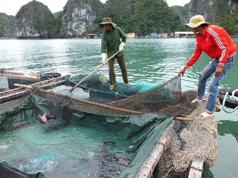 hoạt động nuôi cá lông bè tại khu vực quần đảo Cát Bà xuất phát từ những năm 2000 – 2002