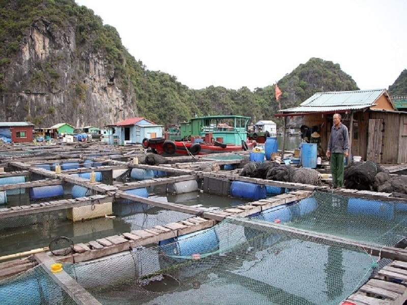 Hải Phòng sẽ dành hơn 68 tỷ đồng hỗ trợ việc tháo dỡ các cơ sở nuôi trồng thủy sản trên các vịnh thuộc vùng biển quần đảo Cát Bà.