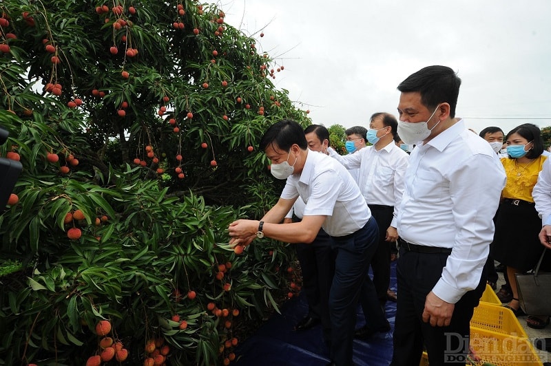 Vải Thanh Hà - sản phẩm OCOP đã được xuất khẩu sang Nhật và châu Âu năm 2021