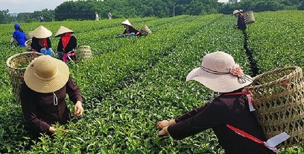 Vùng sản xuất chè tại huyện Hải Hà, tỉnh Quảng Ninh (Ảnh: Báo Quảng Ninh)