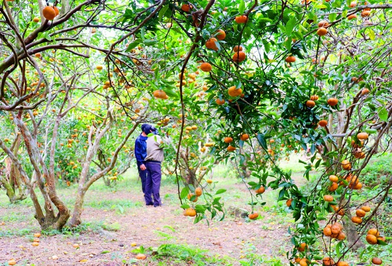 Vùng trồng cam Vạn Yên, huyện Vânp/Đồn, tỉnh Quảng Ninh (Ảnh: Báo Quảng Ninh)