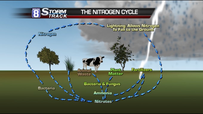 Khi sét đánh, nó phá vỡ liên kết trong các phân tử nitơ trong không khí sau đó oxy để tạo thành một hợp chất gọi là nitrat được mang xuống mặt đất nhờ lượng mưa để thực vật có thể hấp thụ lượng phân bón tự nhiên và rửa trôi cặn bẩn.p/Đồ họa: Getty