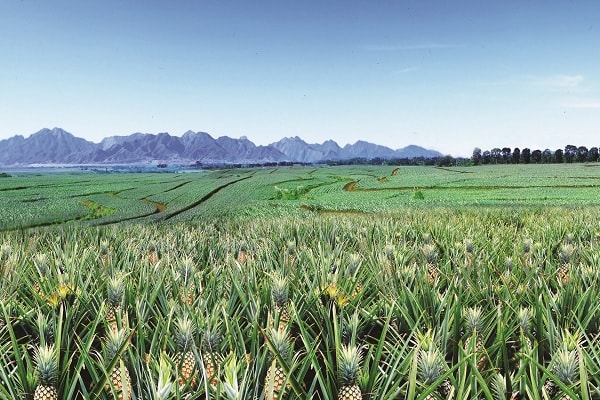 Trang trại dứa rộng 26.000 ha ở Bukidnon của Del Monte Philippines.