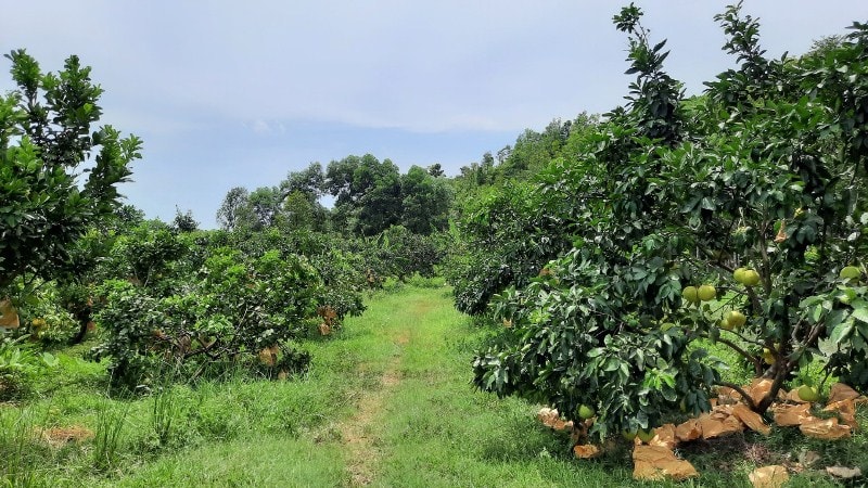 Toàn huyện Hương Khê hiện có 2.700 ha bưởi Phúc Trạch, trong đó có 1.700 ha đã cho thu hoạch