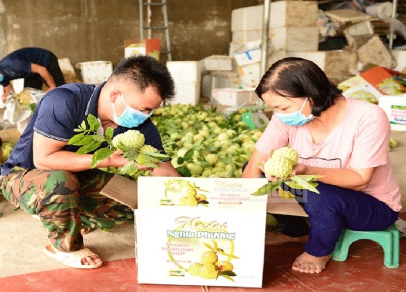 Sản phẩm na dai Nghĩa Phương được đóng bao bì sản phẩm trước khi cung ứng ra thị trường