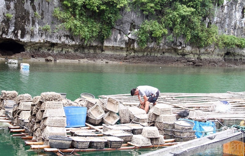 Cát Hải hiện có 440 cơ sở nuôi trồng thủy sản, với hơn 8000 ô lồng