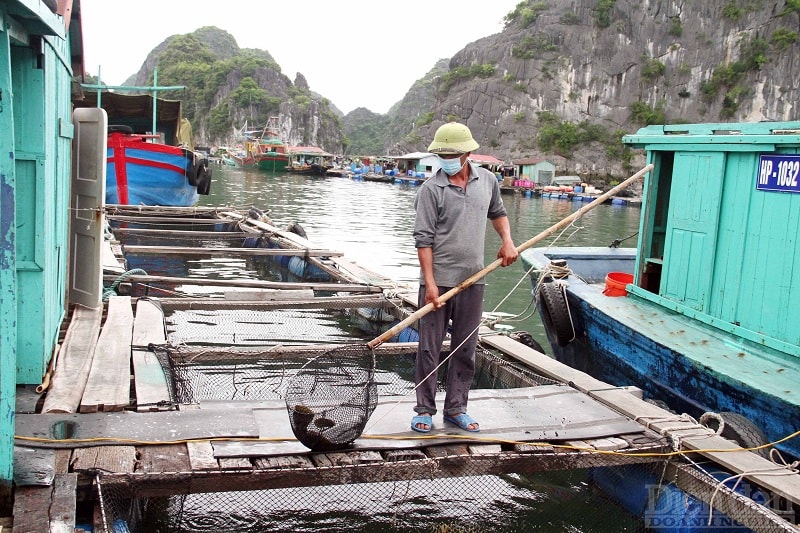 Hơn 6000 tấn thuỷ sản đang cần được tiêu thụ để phục vụ đềĐề án cắt giảm, di chuyển tháo dỡ cơ sở nuôi trồng thủy sản trên các vịnh thuộc quần đảo Cát Bà