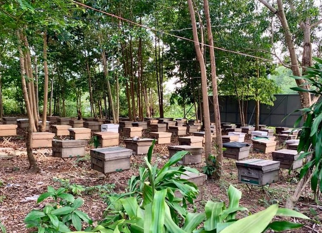 Khu vực nuôi ong.