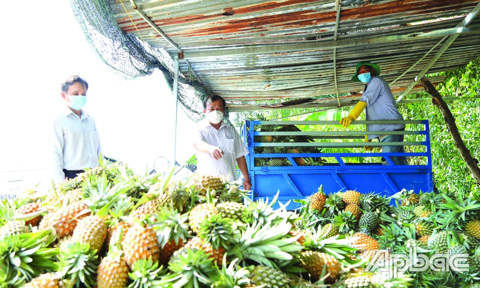   Lãnh đạo Sở Nông nghiệp và Phát triển nông thôn tỉnh Tiền Giang kiểm tra tình hình tiêu thụ khóm trên địa bàn huyện Tân Phước