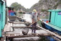 Hải Phòng: Doanh nghiệp chung tay tiêu thụ hải sản tại Cát Bà