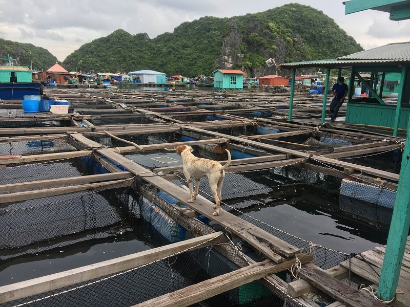 Việc nuôi trồng thủy, hải sản với hình thức tự phát bằng ô lồng bè trên các vịnh có chủ trương hạn chế từ khi thành lập Ban quản lý các vịnh năm 2009. Tuy nhiên, các chủ cơ sở không chấp hành, vẫn tiếp tục mở rộng nuôi hải sản.