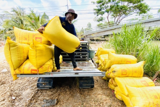 Doanh nghiệp lúa gao khu vực ĐBSCL chật vật vì khaia sản xuất, lưu thông và phân phối do dịch bệnh