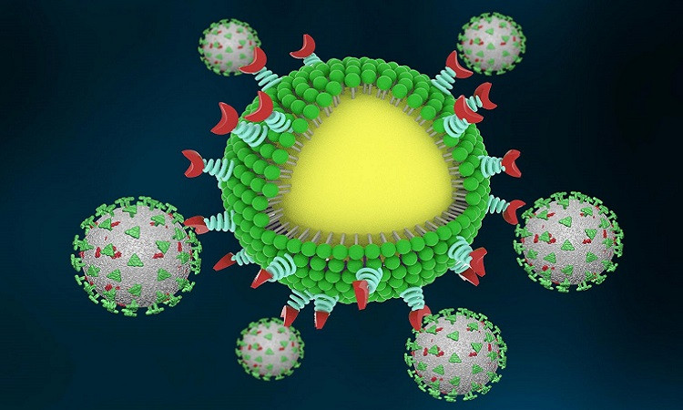 Mô phỏng nCoV liên kết với bẫy nano. Ảnh: Chen & Rosenberg.