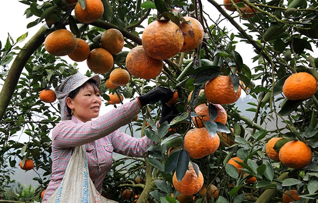 Thu hoạch cam ở Hàm Yên