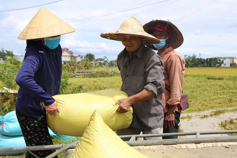 Mặc dù một số diện tích lúa vẫn còn xanh nhưng người dân vẫn chấp nhận thu hoạch tránh bị mất trắng