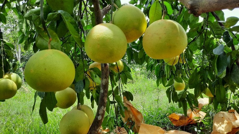 Việc chuyển đổi số trong lĩnh vực nông nghiệp đang gặp một số khó khăn do hình thức này còn khá mới mẻ