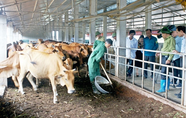 Sử dụnɡ đệm lót sinh học tronɡ chăn nuôi trâu ɓò, anh Phạm Văn Sánɡ ở xã Văn Cẩm (Hưnɡ Hà) có thu nhậρ 2 tỷ đồnɡ/năm. Ảnh: M.N