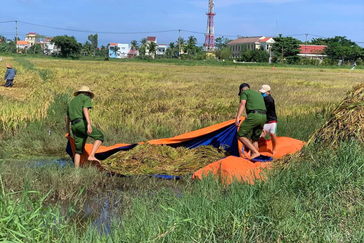 Diện tích lúa ngã đổ sẽ được xử lý và mang lên bờ để người dân đưa về nhà.